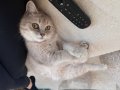 5 aylik British shorthair 