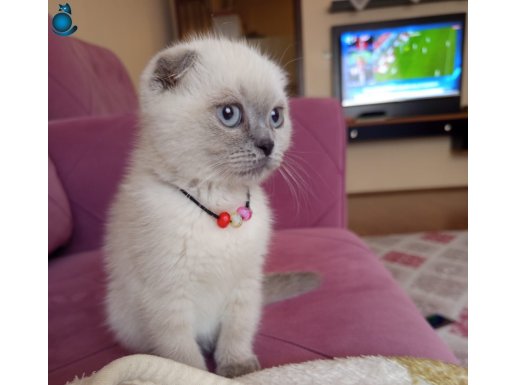 Scottish Fold 3 aylık dişi kedi 