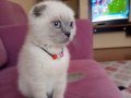 Scottish Fold 3 aylık dişi kedi 