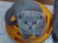 2 aylık Scottish Fold ve British 4 yavru DENİZLİ