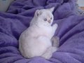 Beyaz British shorthair  genç kedimize sahip ariyoruz