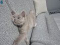 2 buçuk aylık british shorthair erkek