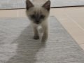 british blue point shorthair erkek 2 aylık