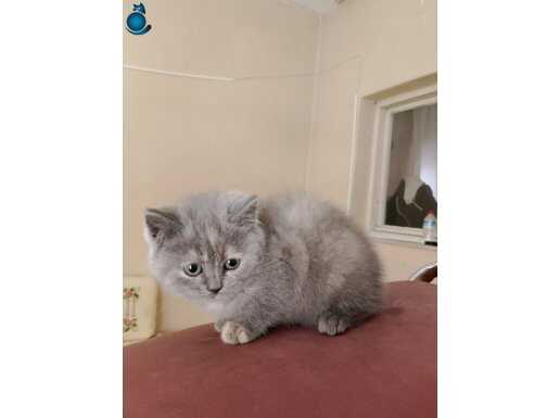 British Shorthair yavru 2 aylık