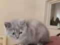 British Shorthair yavru 2 aylık