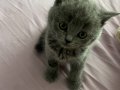 British Shorthair yavru