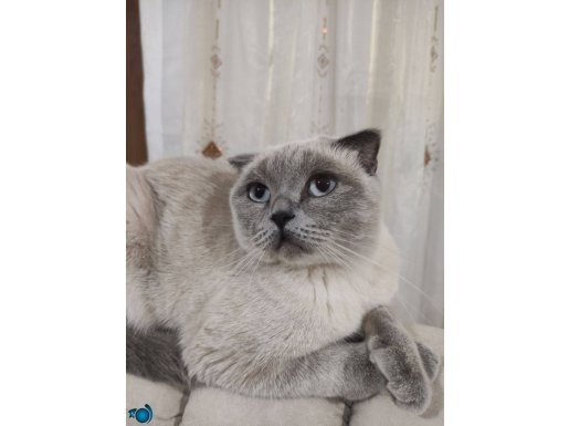 Scottish fold blue point