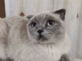 Scottish fold blue point