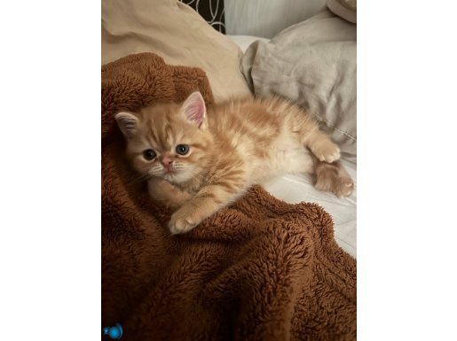 TR’nin En Güzel Bebeği Golden Exotic Shorthair