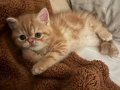 TR’nin En Güzel Bebeği Golden Exotic Shorthair