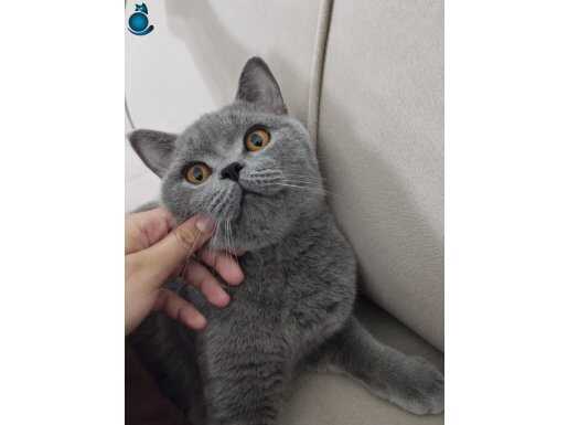 British shorthair 