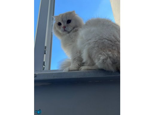 Scottish Fold Longhair