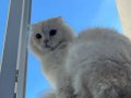 Scottish Fold Longhair