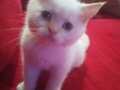 BritishShorthair Erkek 2 aylik Bluepoint BeyaZ