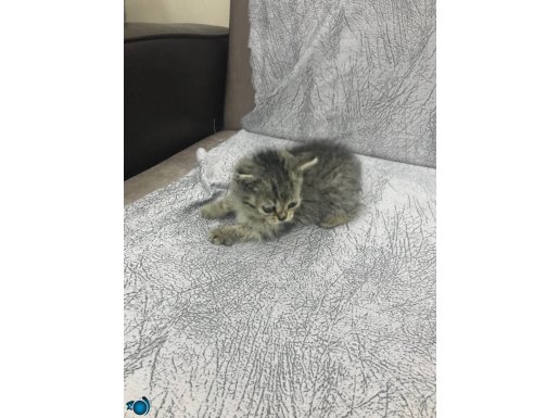 2 Aylık Golden Tabby Yavru