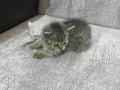 2 Aylık Golden Tabby Yavru