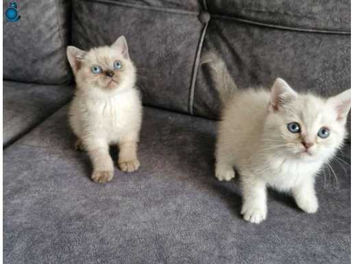 British Shorthair Güzellikler