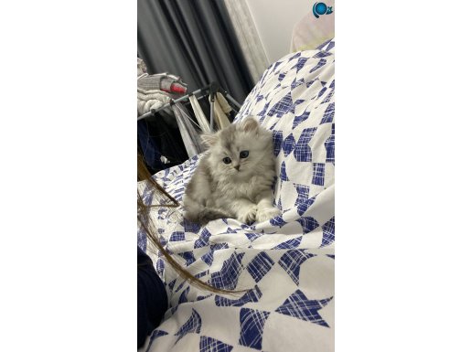 2 aylıktan küçük British shorthair