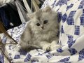 2 aylıktan küçük British shorthair