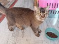 SEVİMLİ UYSAL ÇİPLİ AŞILI KEDİ