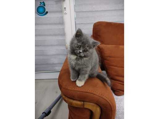 British shorthair gri dişi