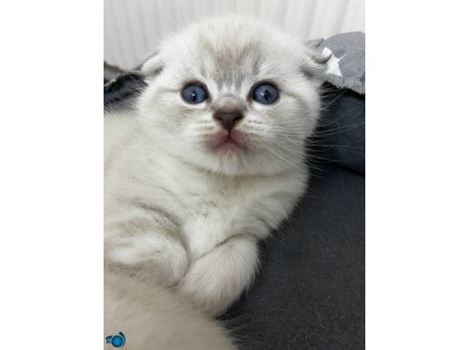 Scottish fold 3 yavru yeni yuvalarını bekliyor 