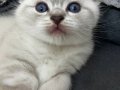 Scottish fold 3 yavru yeni yuvalarını bekliyor  