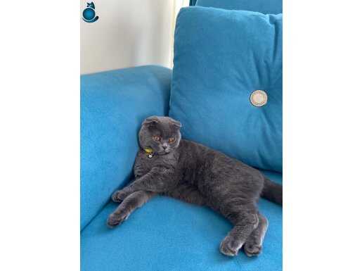 Scottish fold kedi