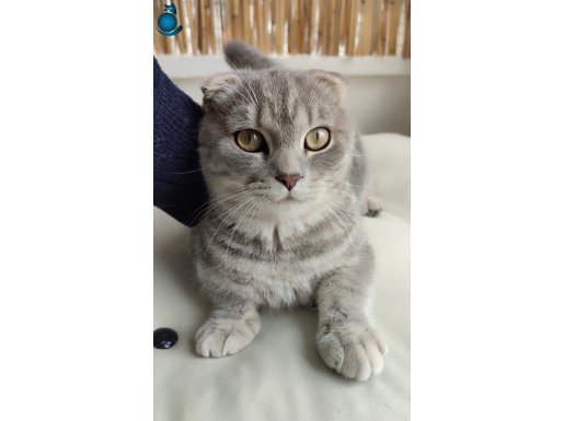 ÜCRETSİZ SCOTTISH FOLD 1 YAŞINDA ERKEK