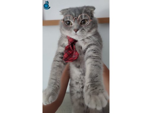 1 YAŞINDA ERKEK SCOTTISH FOLD ÜCRETSİZ SAHİPLENDİRİLECEK