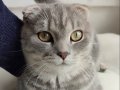 ÜCRETSİZ SCOTTISH FOLD 1 YAŞINDA ERKEK