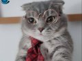 1 YAŞINDA ERKEK SCOTTISH FOLD ÜCRETSİZ SAHİPLENDİRİLECEK