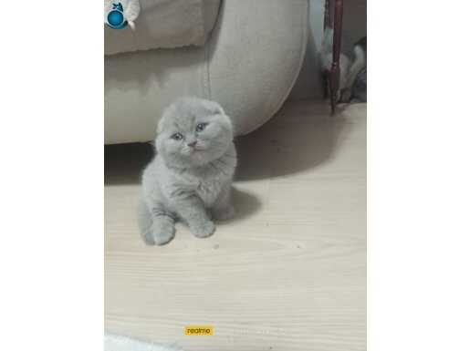 Scottish fold 