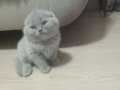 Scottish fold 