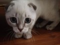 Oyuncu çocuk canlısı scottish fold 