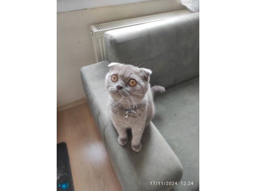 Scottish Fold Dişi