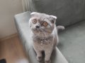 Scottish Fold Dişi