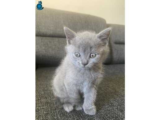 2 Aylık British Shorthair Oyuncu Yavrumuz 