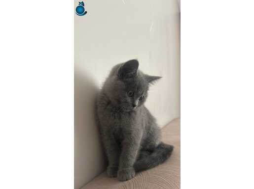 YAVRU BRİTİSH KEDİ 2 aylık