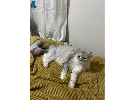 Dev Maine Coon Kısır Dişi