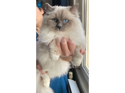 Ragdoll Mitted Sahiplendiriyoruz