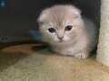 2 Aylık Scottish Fold Yavrusu