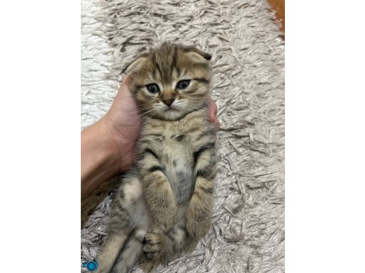 3 tane yavru kedi scottish fold 