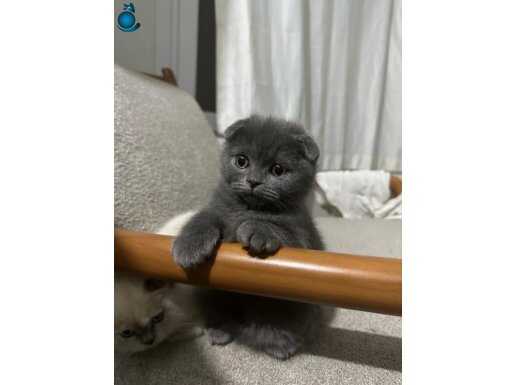 Gri scottish fold yavru 3 Aylık