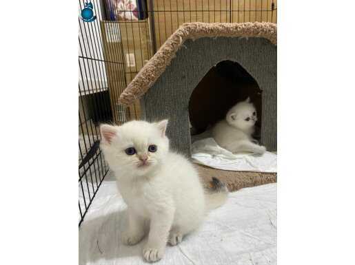 British Shorthair 3 aylık erkek 