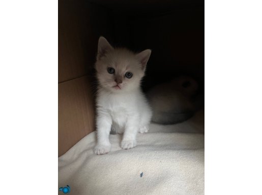 50 Günlük Beyaz ve Gri Scottish Fold Yavrularımız