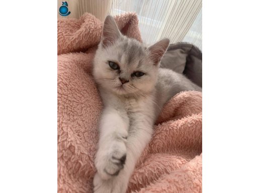 British shorthair silver kedi