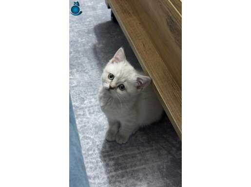 2.5 aylık dişi british shorthair 