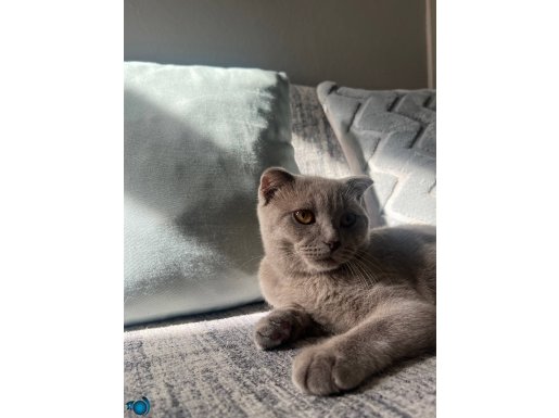 British Shorthair Güzelliği: Mükemmel bir ev arkadaşı