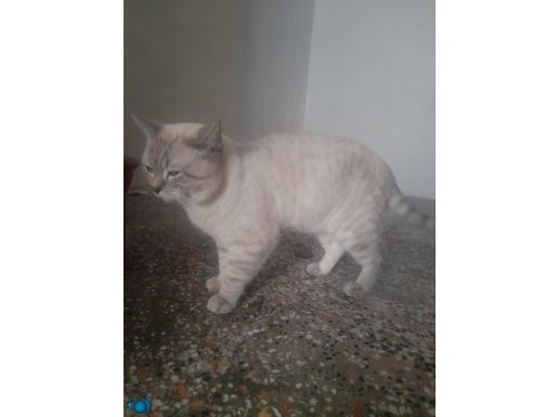 Sevacen uysal erkek british shorthair